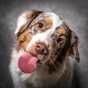 studyjna fotografia psów poznań