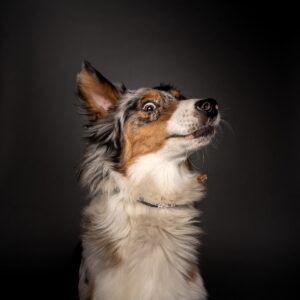 studyjna fotografia psów poznań